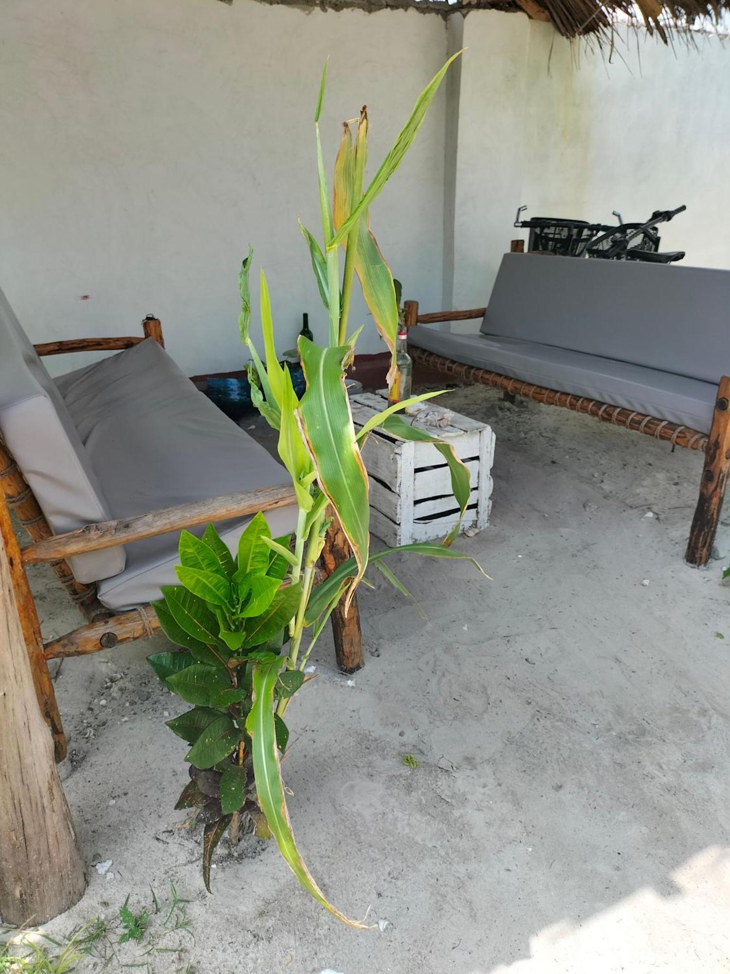 Mambo Leo Hostel Paje Eksteriør billede